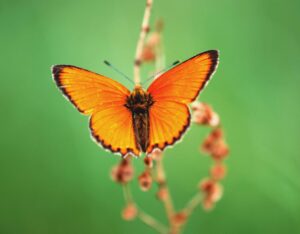 butterfly