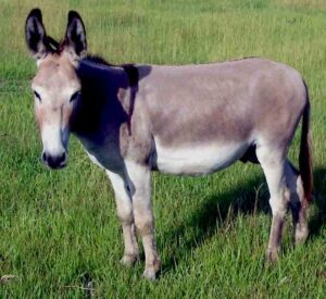 donkey