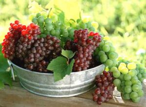 grapes