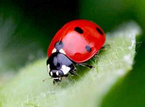 insect