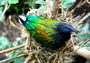 nest
