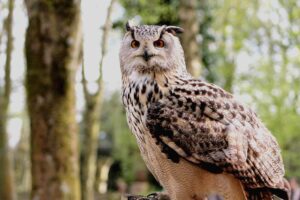 owl