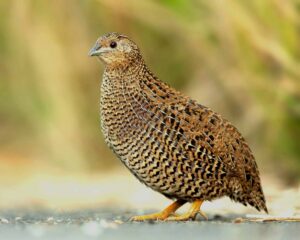 quail