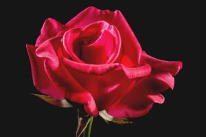 rose