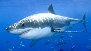 shark