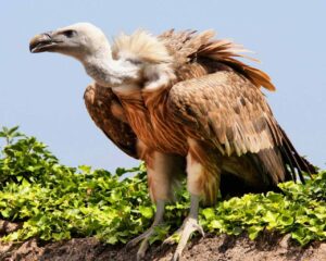vulture