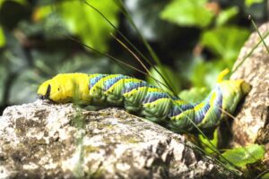 worm