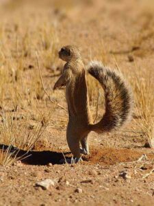 xerus