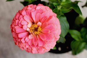 zinnia