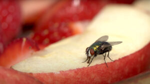 Read more about the article Your fight with the flights of flies