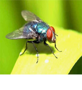 Read more about the article How to get rid of the domestic flies | Explore More…
