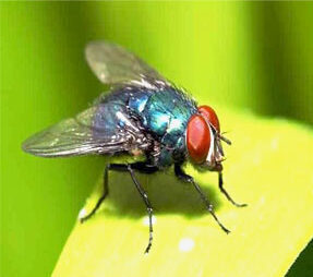 You are currently viewing How to get rid of the domestic flies | Explore More…