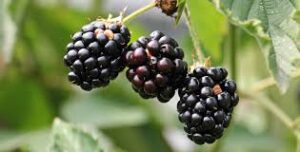 Read more about the article Black Raspberries Fight Cellular Damage from Smoking