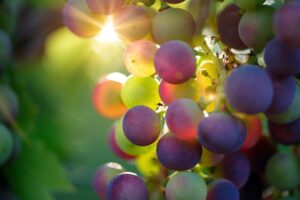 Fresh, juicy grapes rich in antioxidants and nutrients that promote clear and healthy skin.