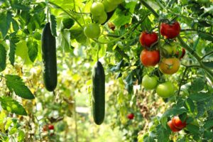 Read more about the article Lose Weight and Fight Inflammation: A Natural Diet Guide