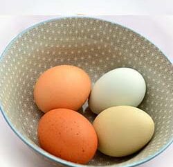 Four boiled eggs prepared for meal prep to track the calories in 4 eggs precisely.